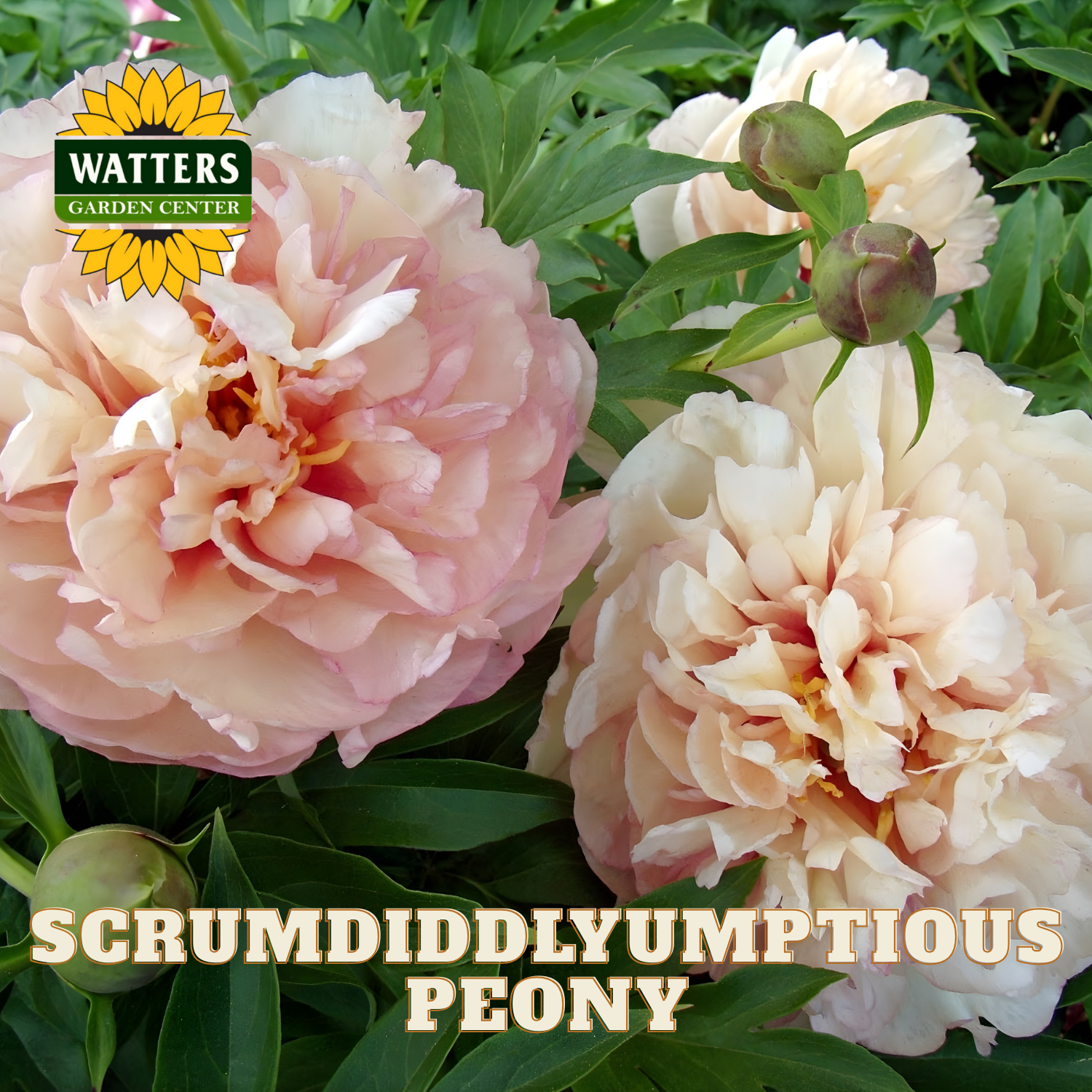 Pink and white peony flowers with Watters Garden Center logo and 'Scrumdiddlyumptious Peony' text.