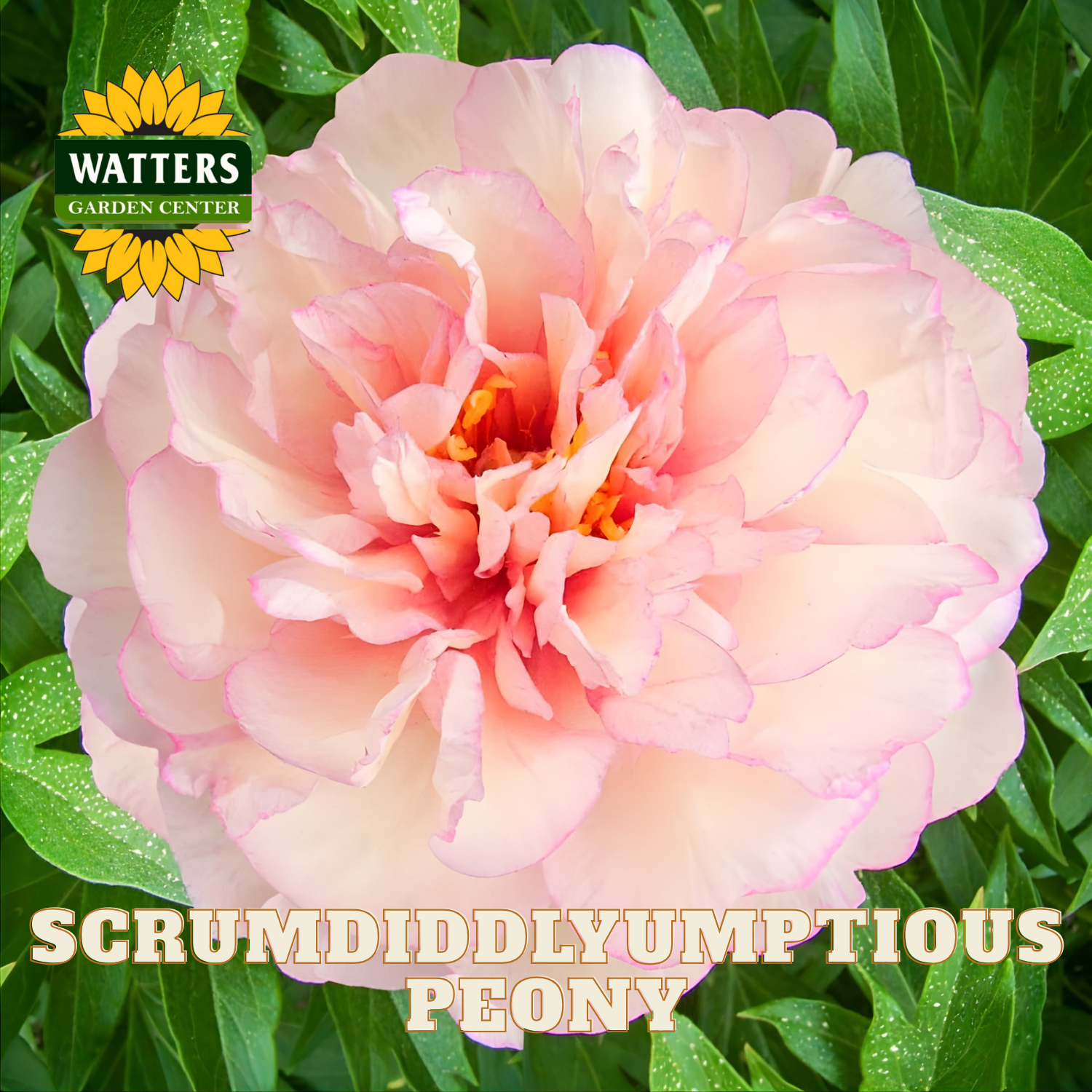 Pink peony flower with 'Watters Garden Center' logo and text overlay.