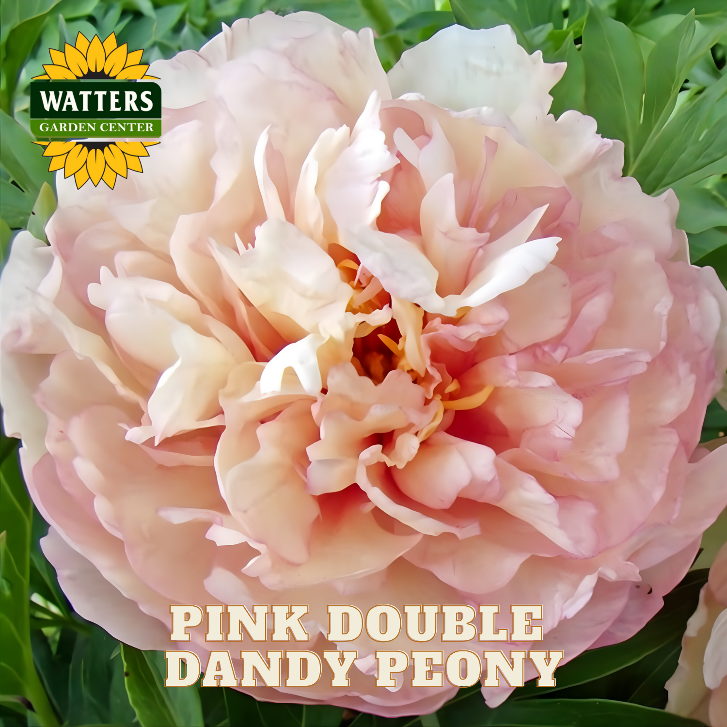Pink double dandy peony with Watters Garden Center logo