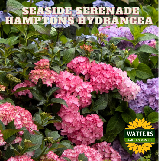 SEASIDE SERENADE HAMPTONS HYDRANGEA  2gal