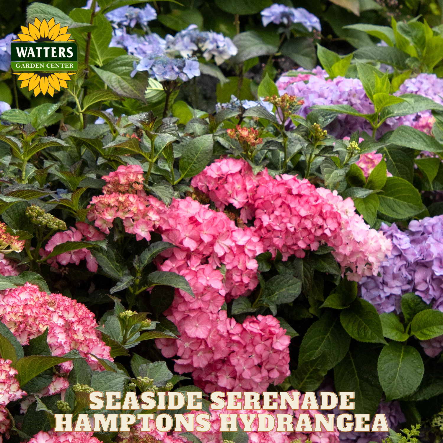 Hydrangea flowers in pink, purple, and green with Watters Garden Center logo.