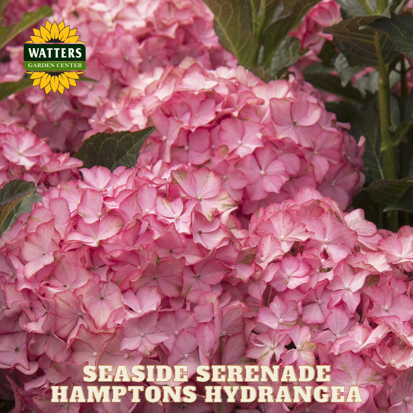 Pink hydrangea flowers with Watters Garden Center logo and 'Seaside Serenade Hamptons Hydrangea' text.