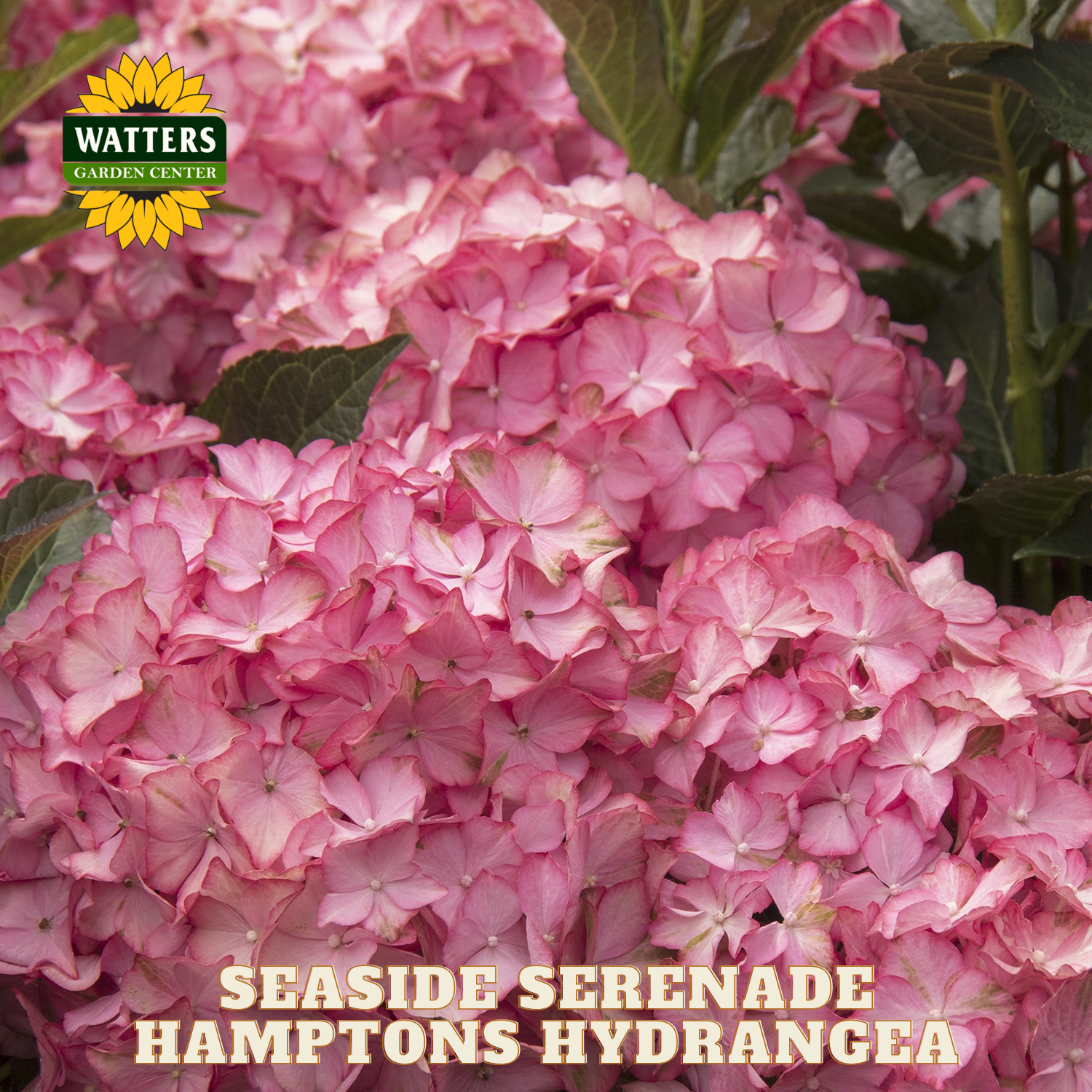 Pink hydrangea flowers with Watters Garden Center logo and 'Seaside Serenade Hamptons Hydrangea' text.