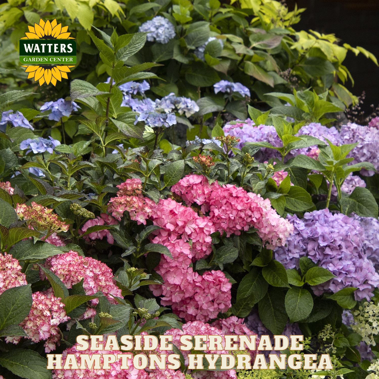 Hydrangea flowers in pink, purple, and blue with Watters Garden Center logo.