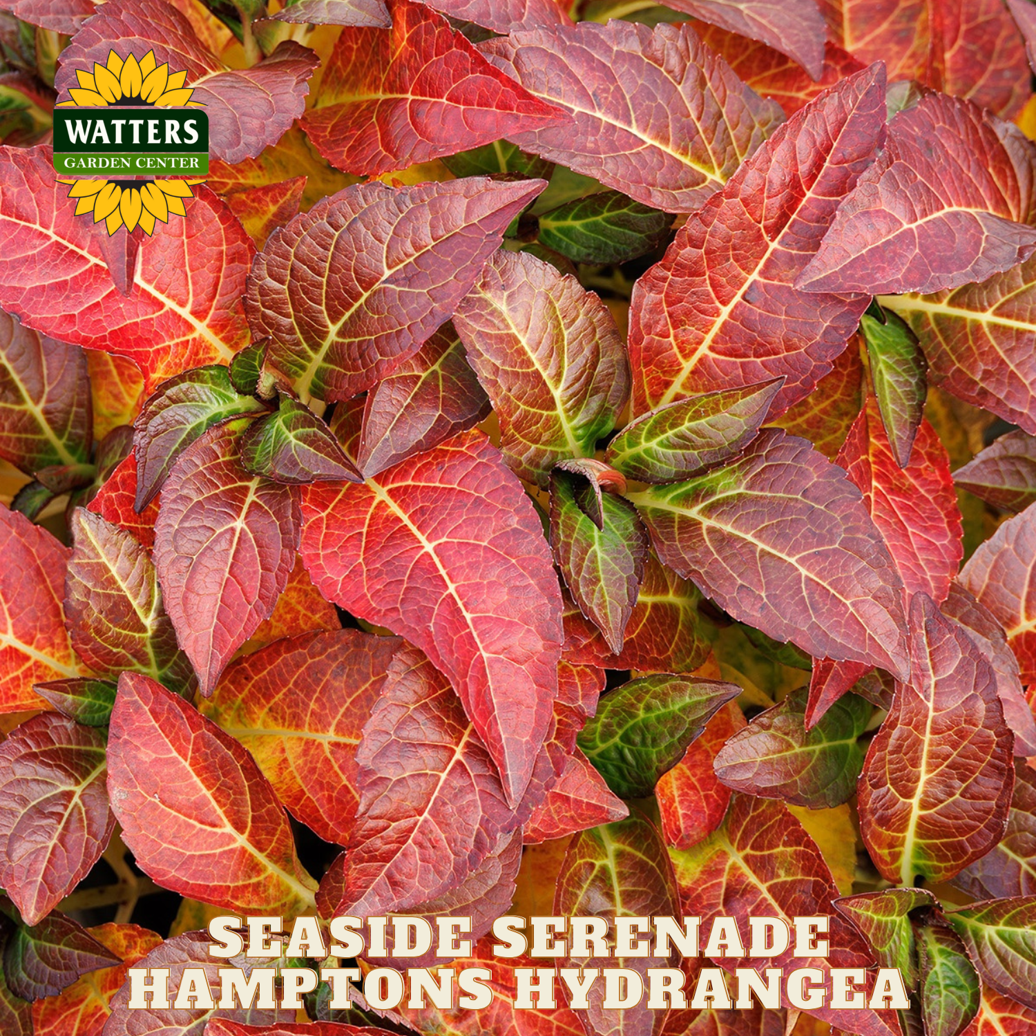 Close-up of colorful hydrangea leaves with Watters Garden Center logo.