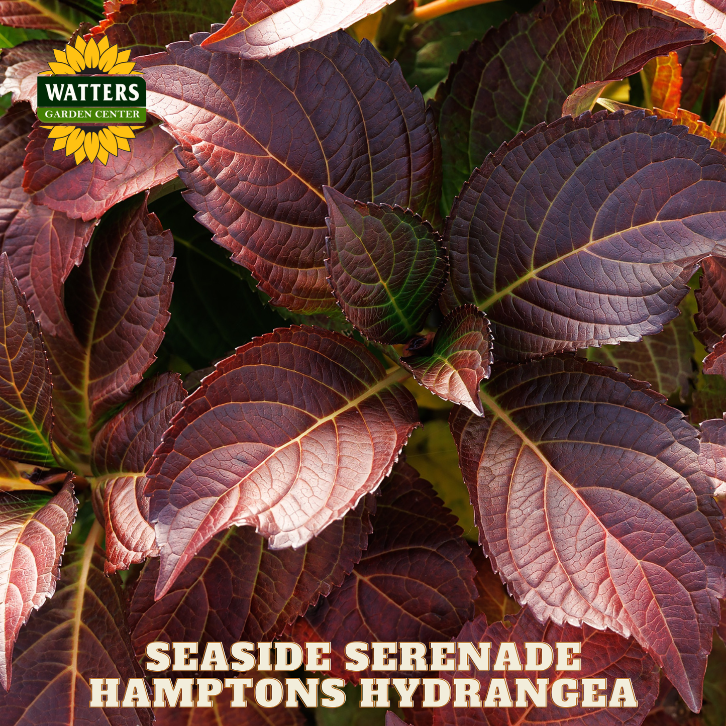 Close-up of purple hydrangea leaves with Watters Garden Center logo.
