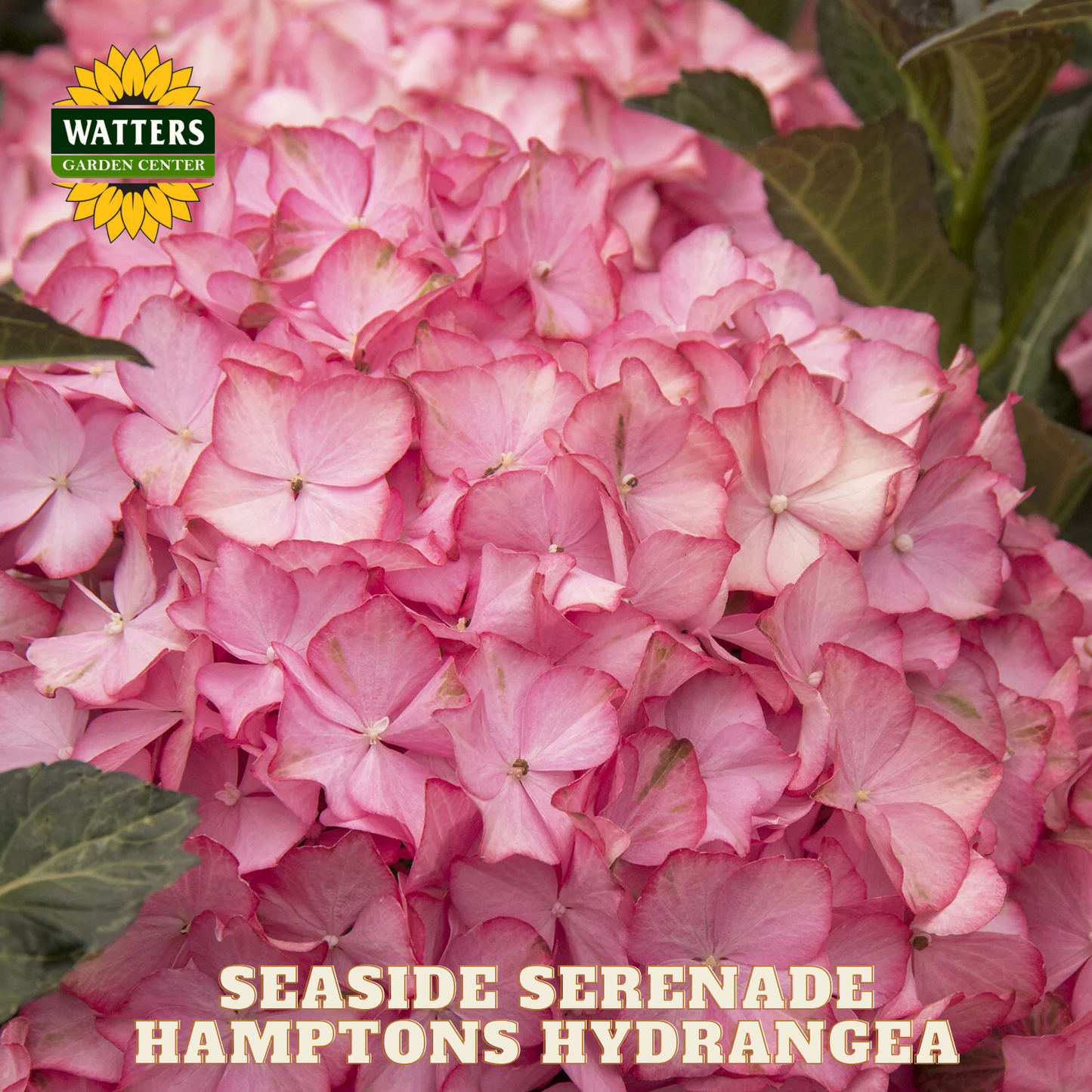 Close-up of pink hydrangea flowers with Watters Garden Center logo.