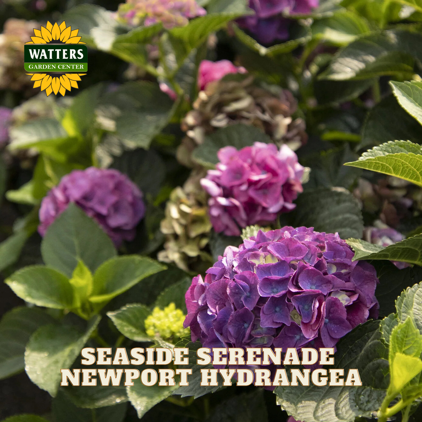 Purple hydrangea flowers with green leaves and Watters Garden Center logo.