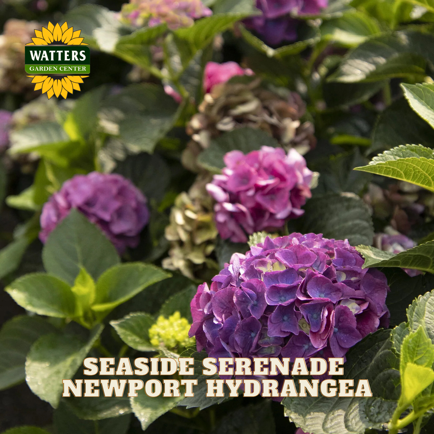 Purple hydrangea flowers with green leaves and Watters Garden Center logo.