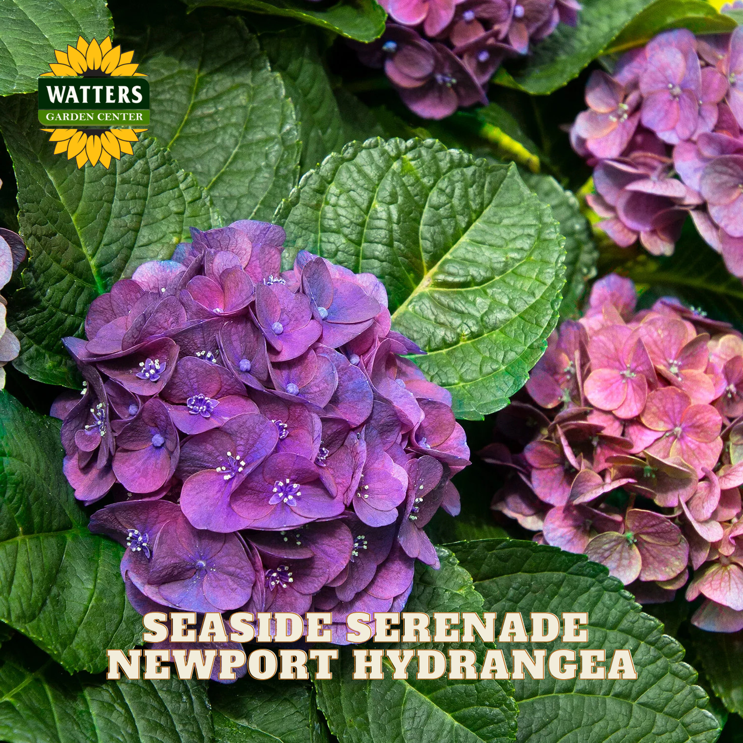 Newport Hydrangea with green leaves and Watters Garden Center branding.