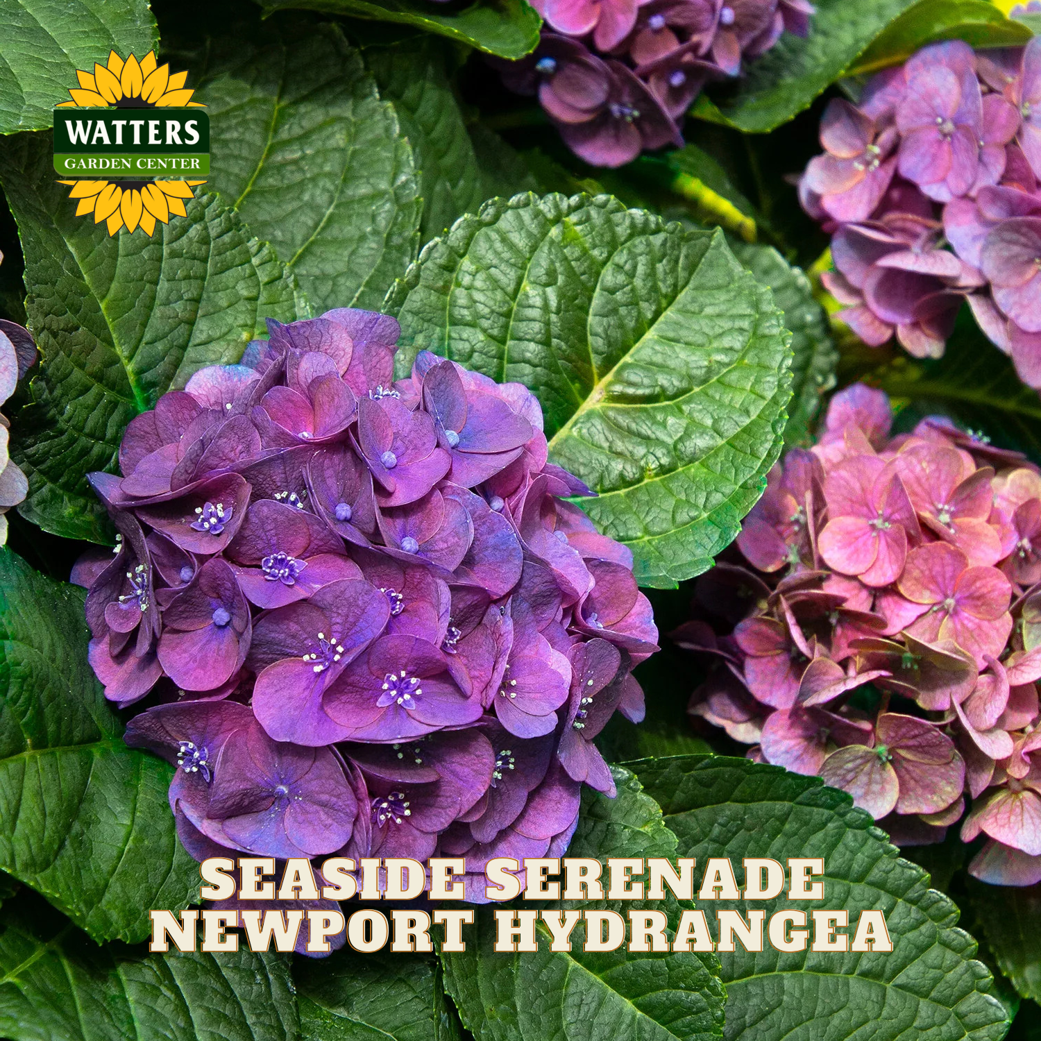 Newport Hydrangea with green leaves and Watters Garden Center branding.