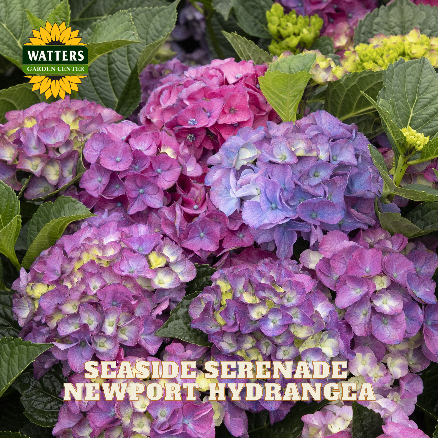 Newport Hydrangea with green leaves and Watters Garden Center branding.