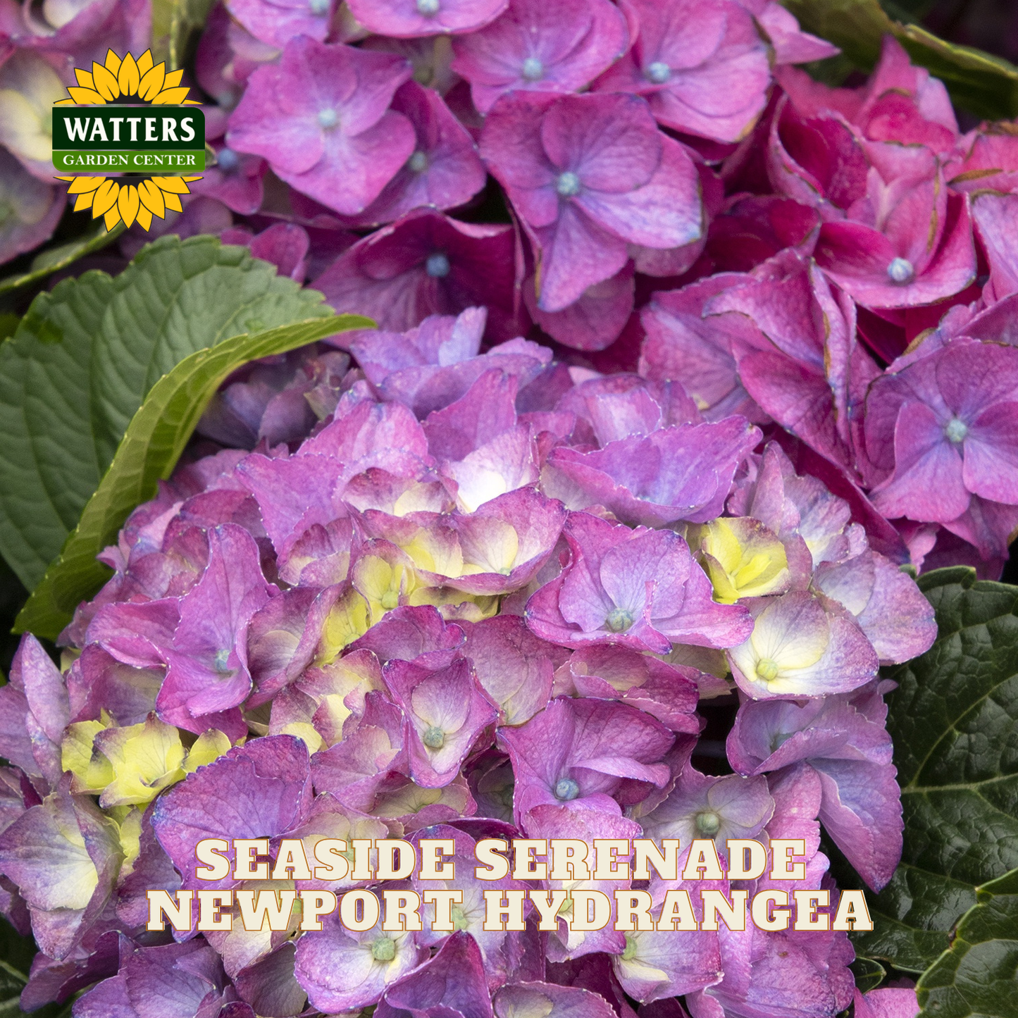 Close-up of pink hydrangea flowers with green leaves and Watters Garden Center logo.