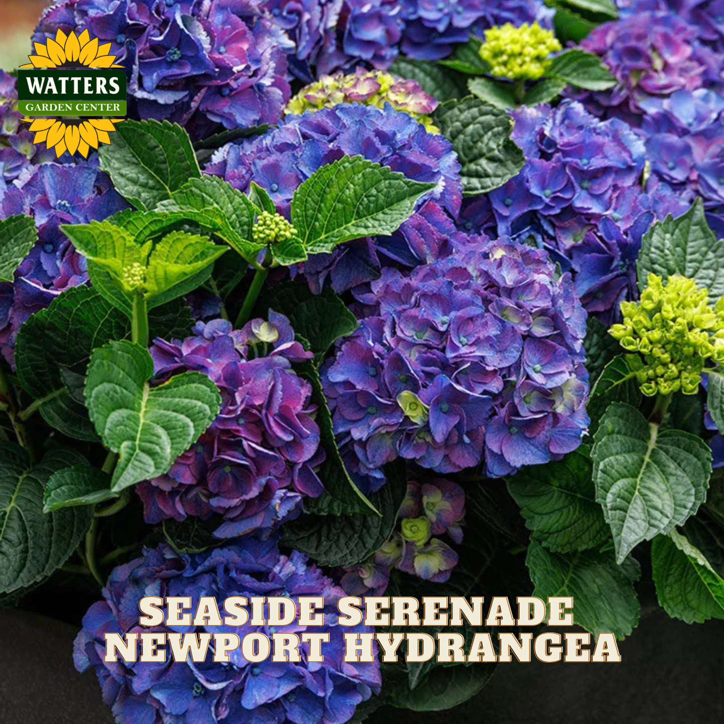 Newport Hydrangea with purple and green flowers and Watters Garden Center logo.