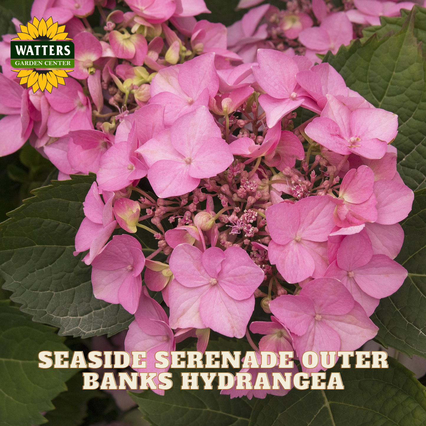 Pink hydrangea flowers with Watters Garden Center logo and text overlay.