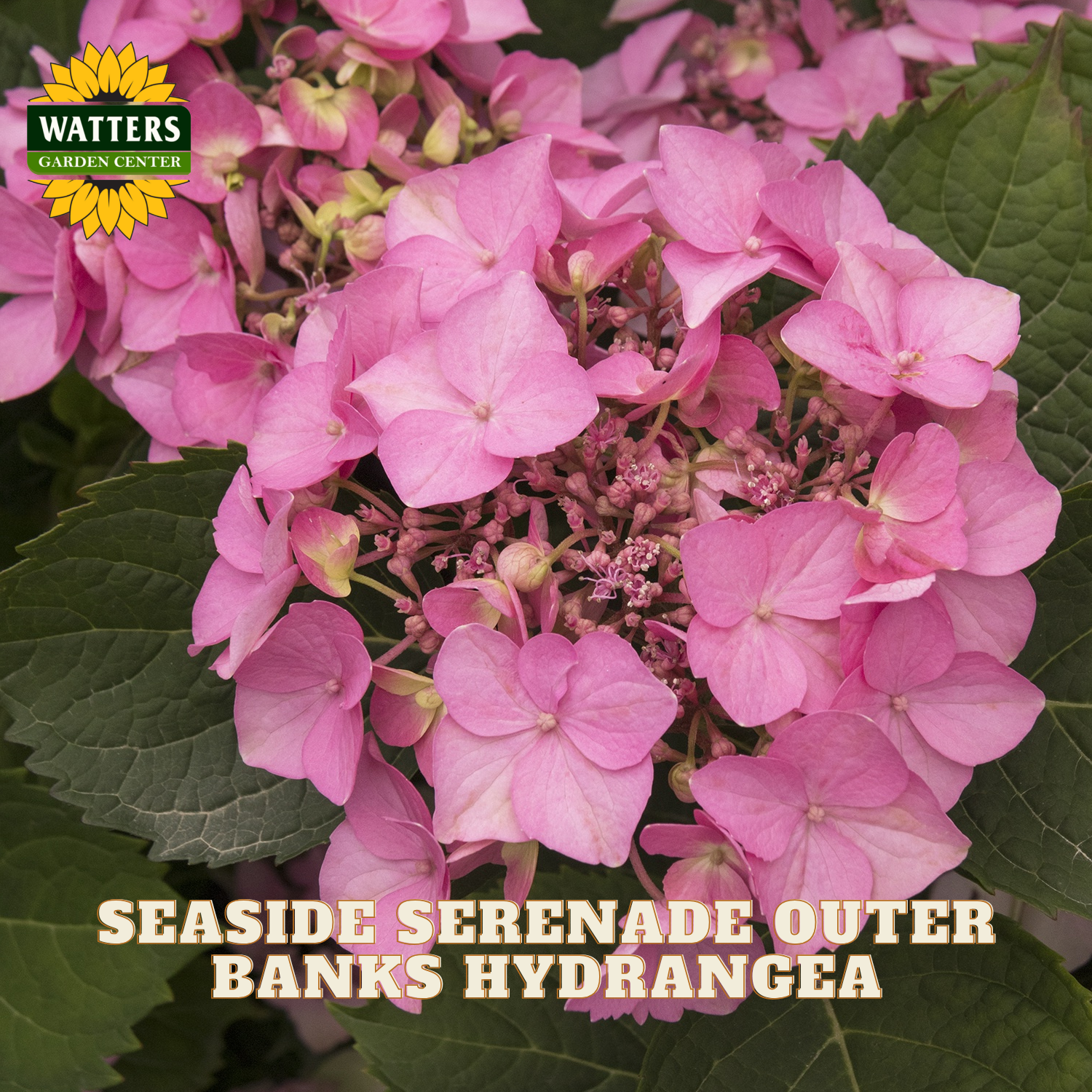 Pink hydrangea flowers with Watters Garden Center logo and text overlay.