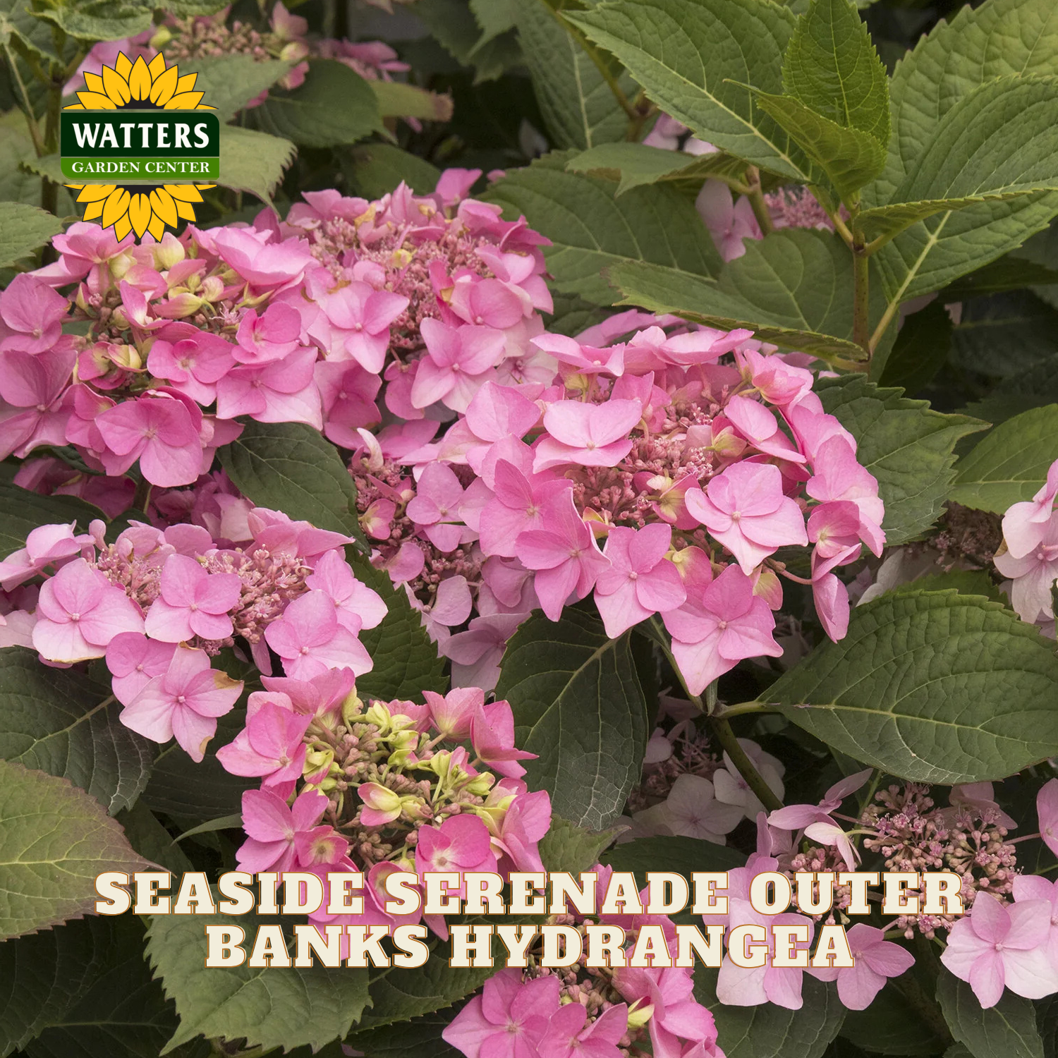 Pink hydrangea flowers with green leaves and Watters Garden Center logo.