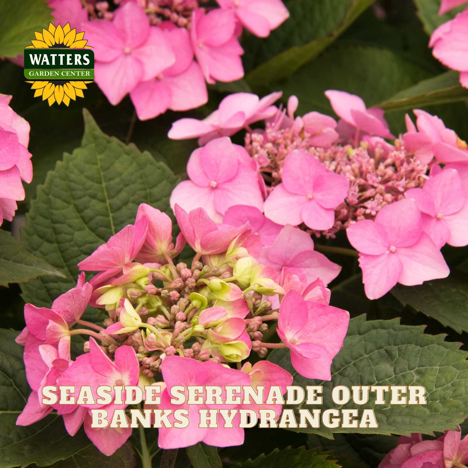 Pink hydrangea flowers with Watters Garden Center logo and text overlay.