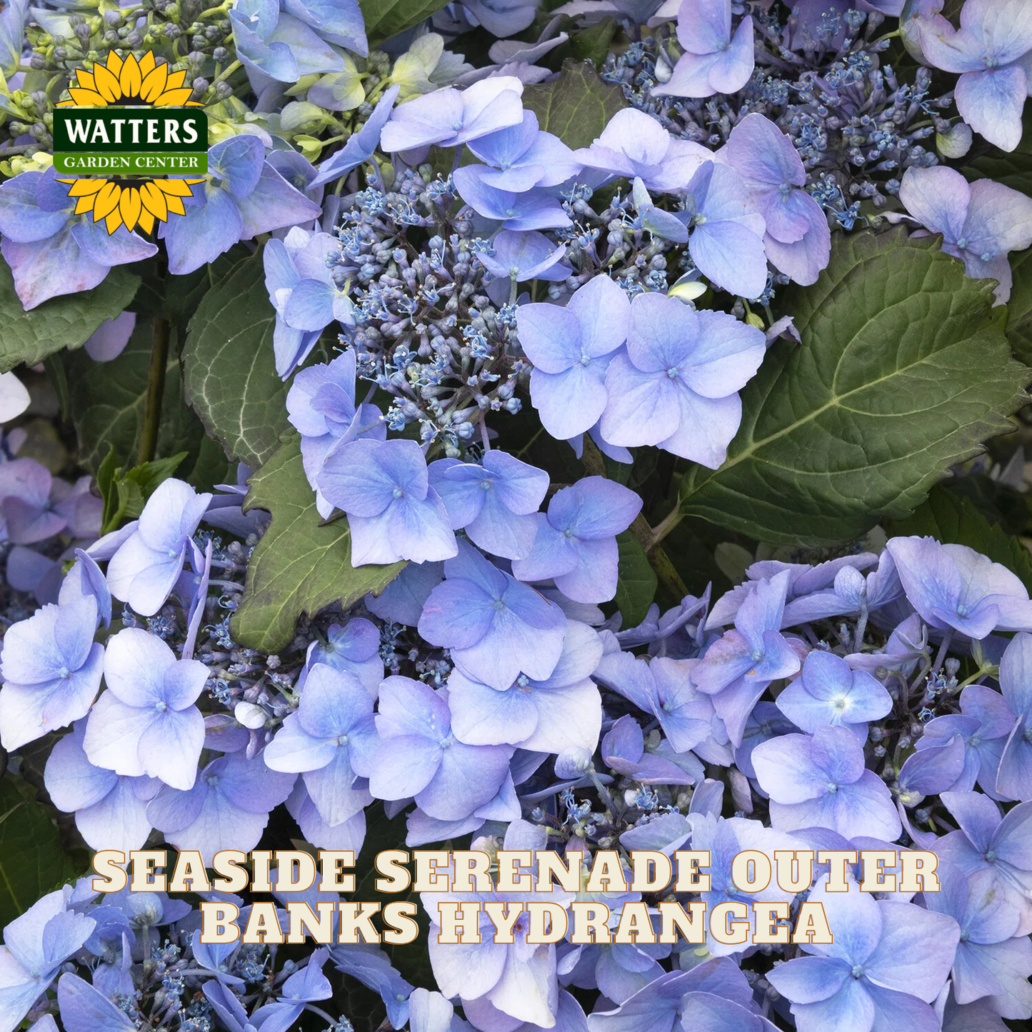Blue hydrangea flowers with green leaves and Watters Garden Center logo.