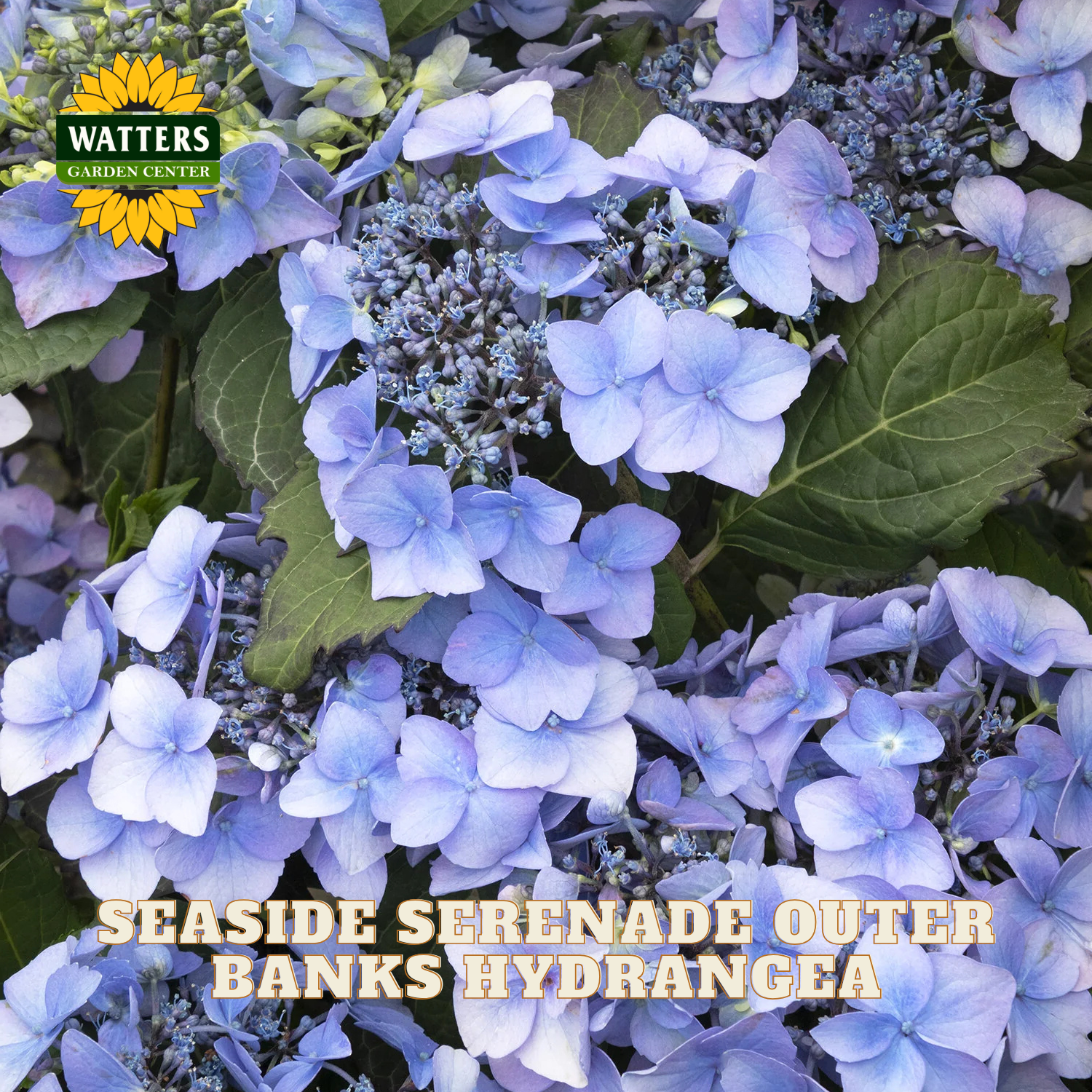 Blue hydrangea flowers with green leaves and Watters Garden Center logo.