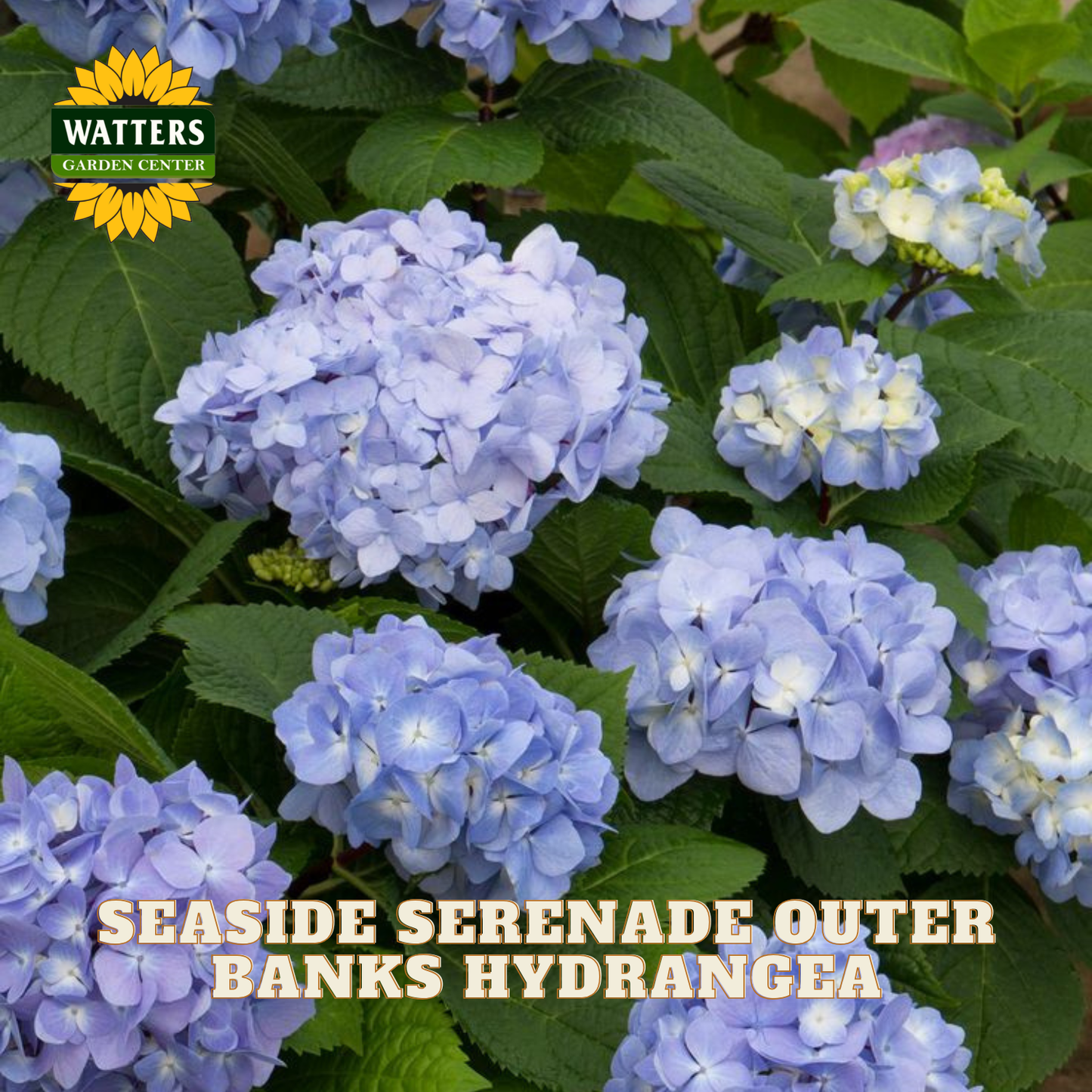 Blue hydrangea flowers with green leaves and Watters Garden Center branding.