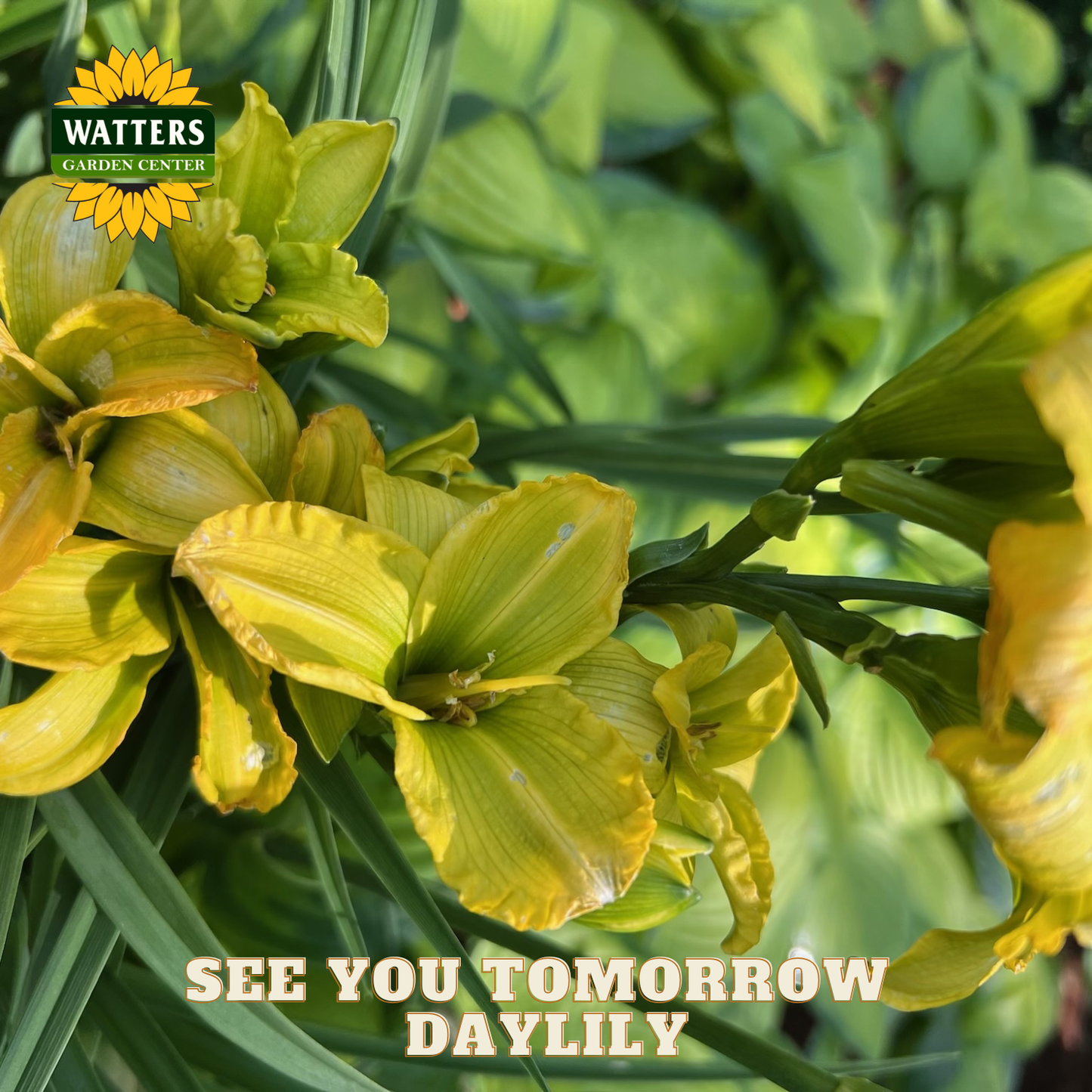 Yellow daylilies with green leaves and Watters Garden Center logo.