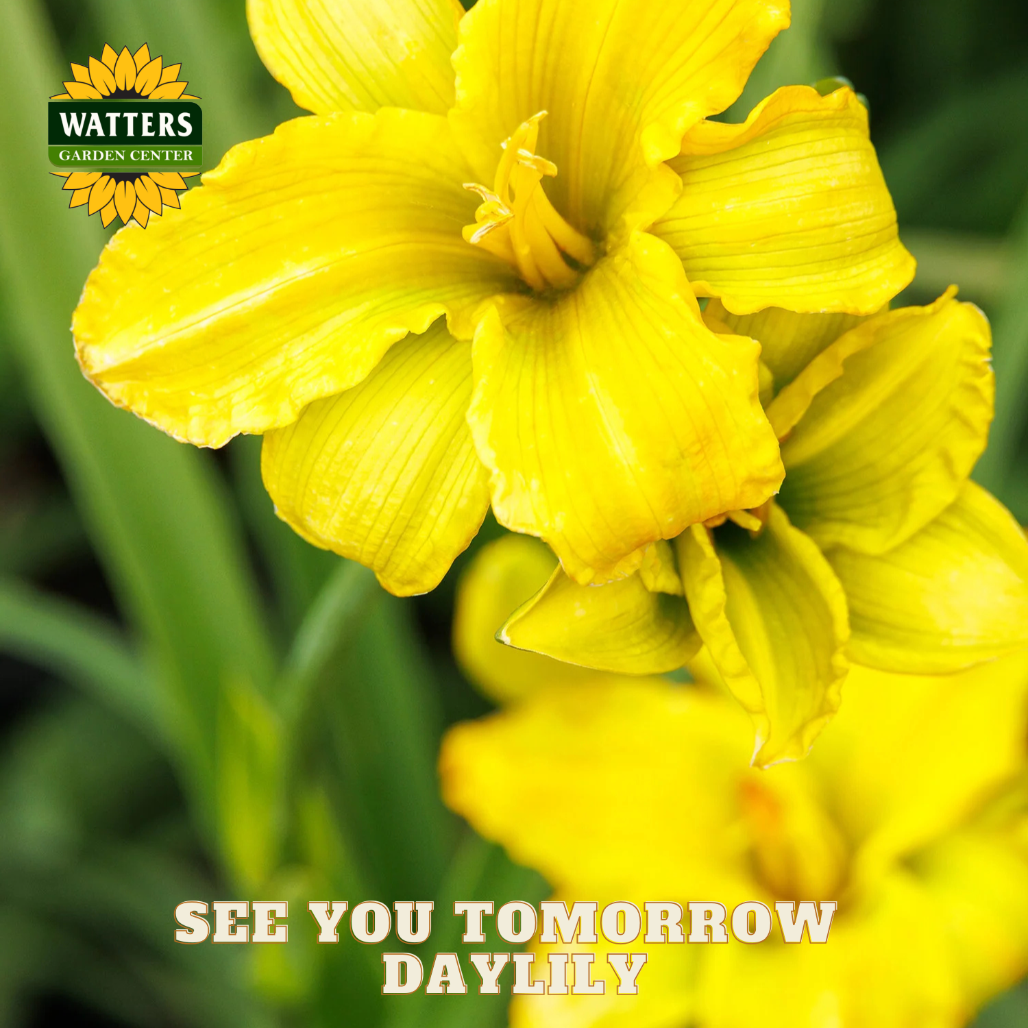 Close-up of a yellow daylily flower with 'Watters Garden Center' logo and text overlay.