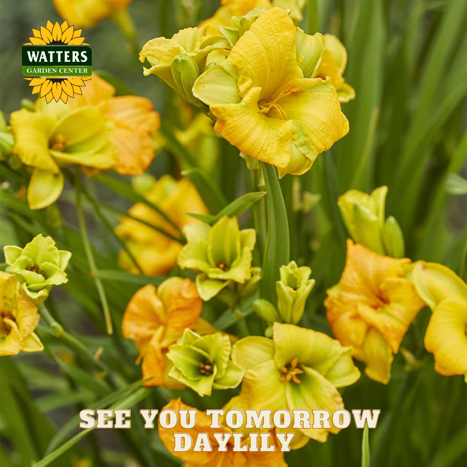 Yellow daylilies with green foliage and Watters Garden Center logo.
