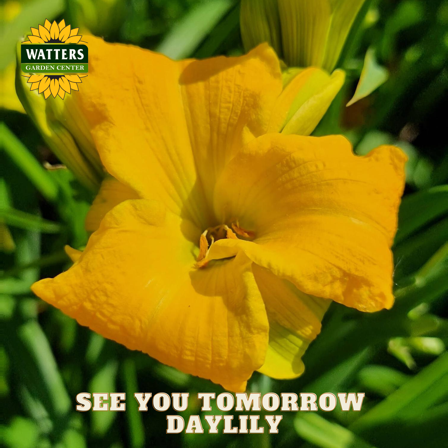 Yellow daylily flower with green leaves and Watters Garden Center logo.
