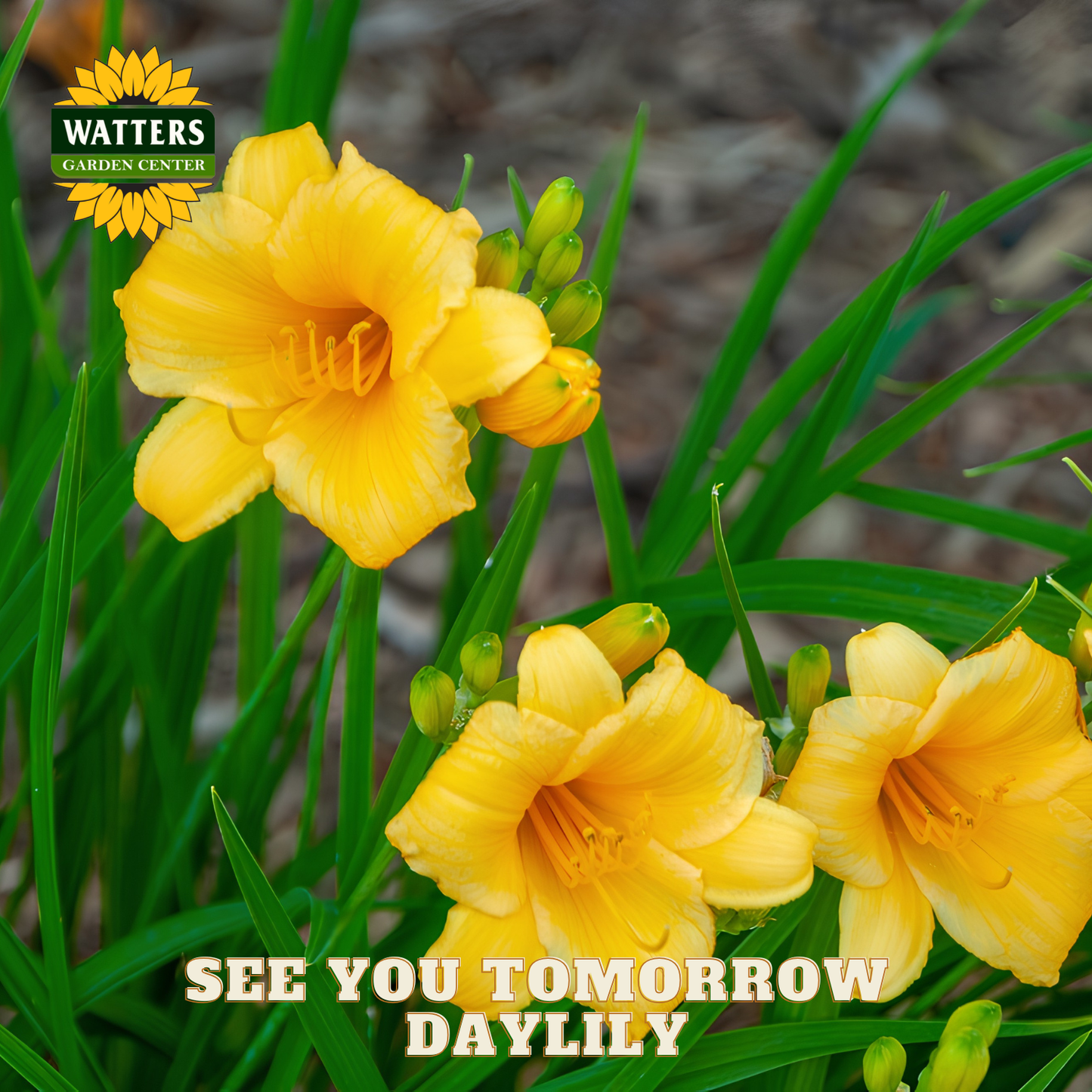 Yellow daylilies with green leaves and 'Watters Garden Center' logo.