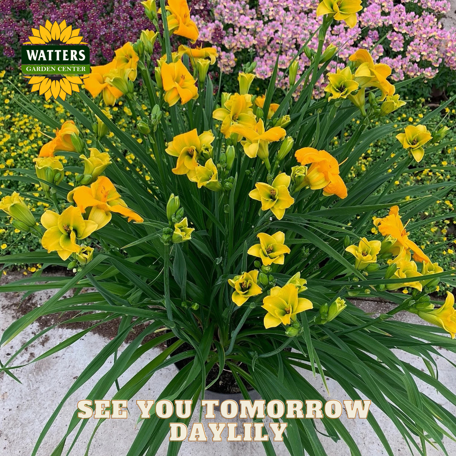 Yellow daylilies with green leaves and a Watters Garden Center logo in the background.