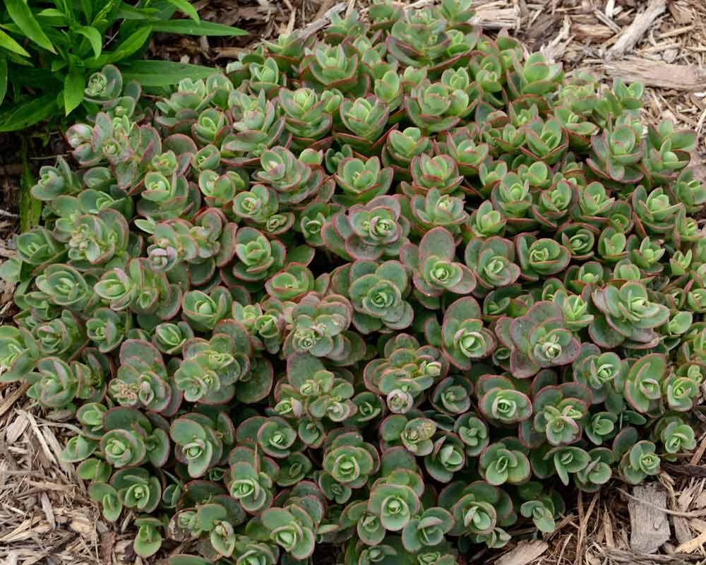 Lime Zinger Stoncrop (N&C SEDUM LIME ZINGER) - 1 gallon