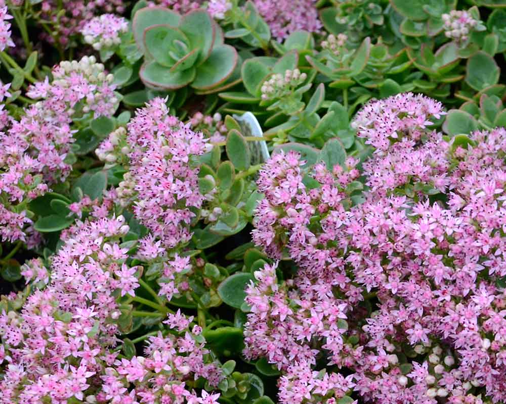 Lime Zinger Stoncrop (N&C SEDUM LIME ZINGER) - 1 gallon