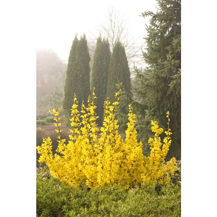 MAGICAL GOLD FORSYTHIA 1gal