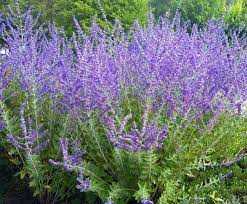CRAZY BLUE RUSSIAN SAGE 1gal
