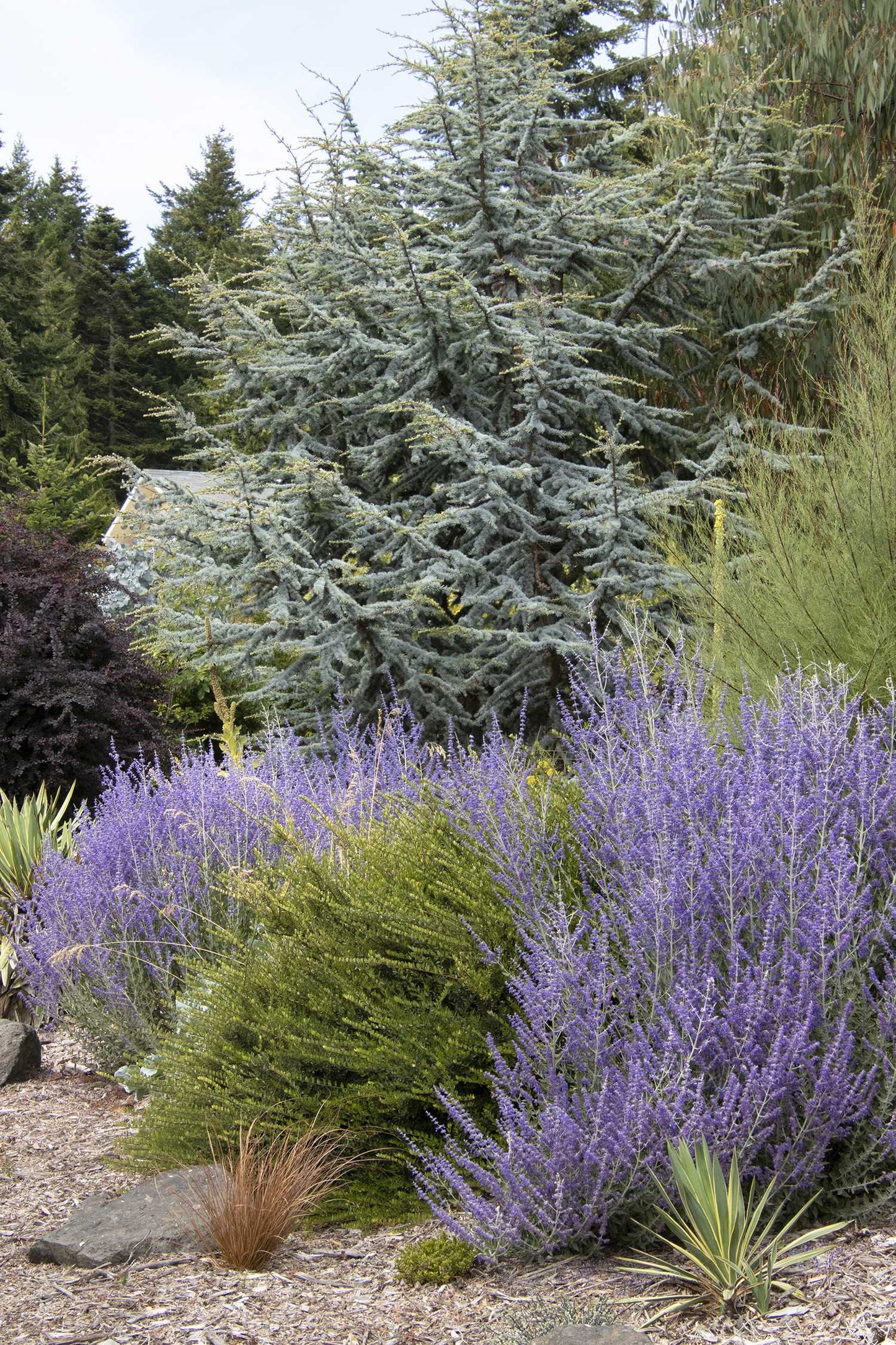 LACEY BLUE RUSSIAN SAGE 1gal