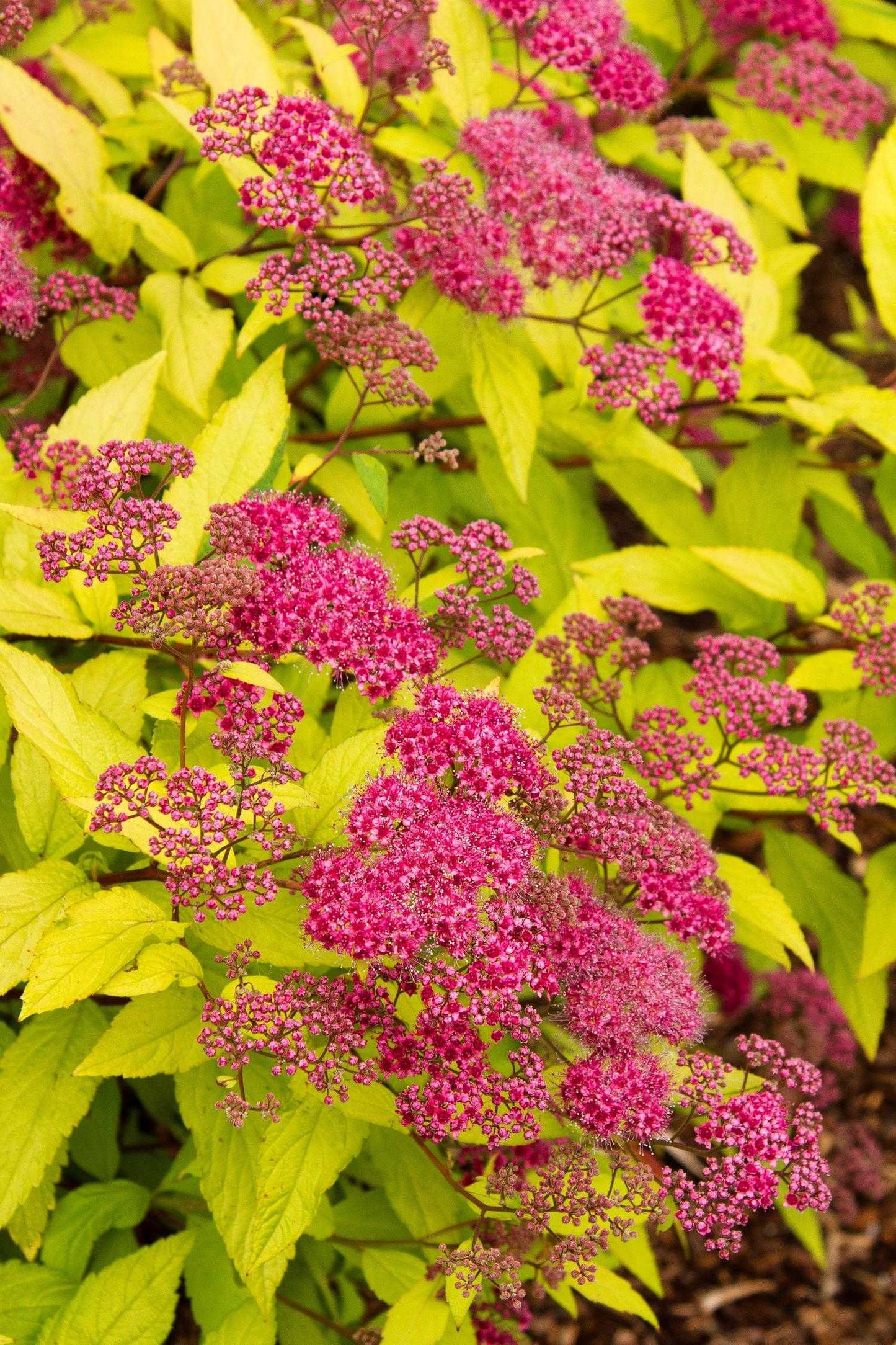 GOLDFLAME SPIRAEA 2gal