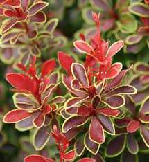 ADMIRATION BARBERRY 2gal