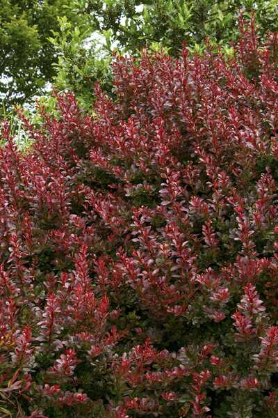 CHERRY BOMB BARBERRY 2gal