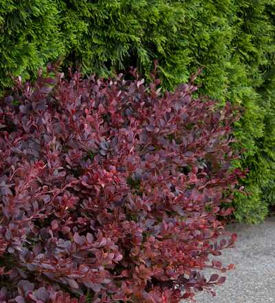 LAVA NUGGET BARBERRY 2gal