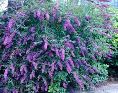 BLACK KNIGHT BUTTERFLY BUSH 3/5gal