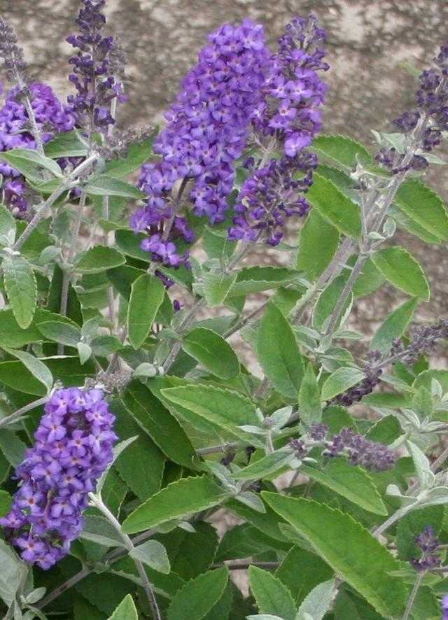 FLUTTERFLY PETITE BLUE HEAVEN BUTTERFLY BUSH 2gal