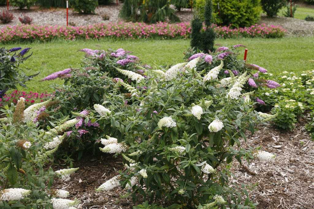 PUGSTER WHITE BUTTERFLY BUSH 3gal