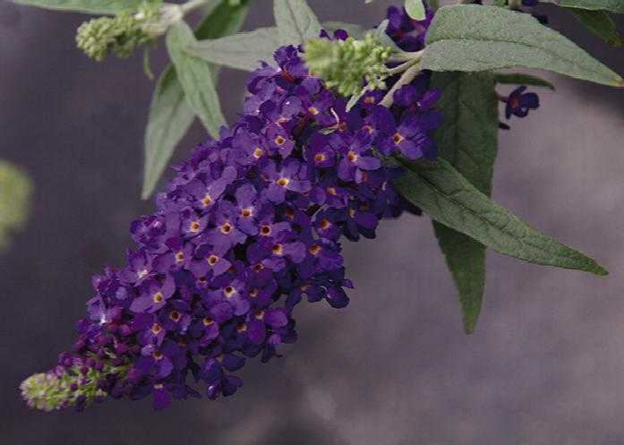 SUMMER BIRD MIDNIGHT BLUE BUTTERFLY BUSH 1gal