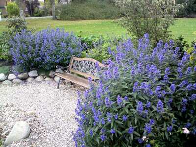 BLUE MIST BLUEBEARD 3gal