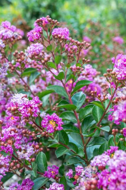 BELLINI GRAPE CRAPE MYRTLE 2gal