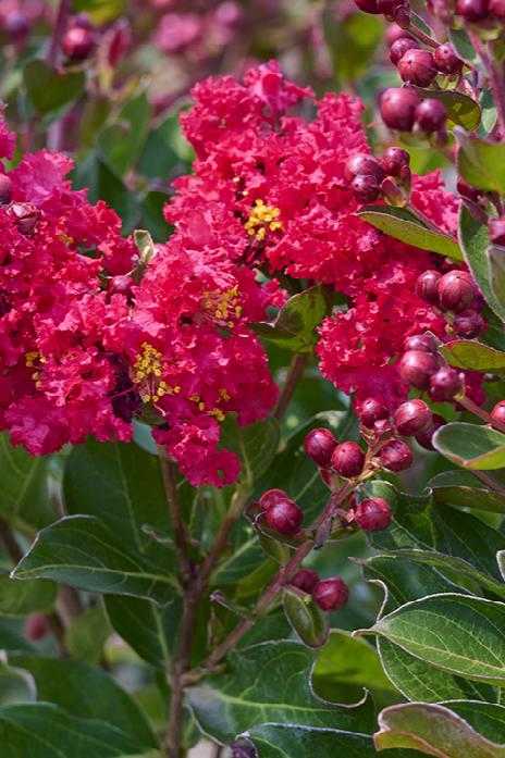 SUMMER RED CRAPE MYRTLE 2gal