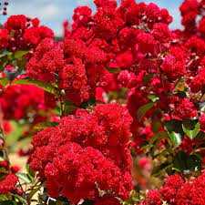 RUFFLED RED MAGIC CRAPE MYRTLE 2gal