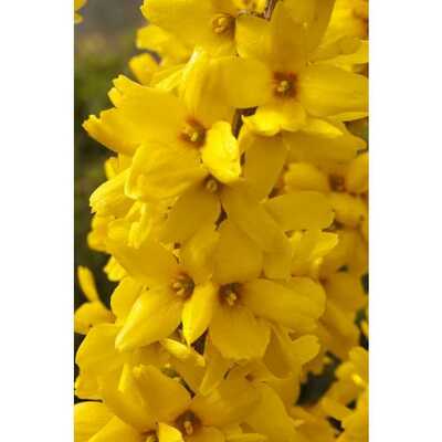 MAGICAL GOLD FORSYTHIA 1gal