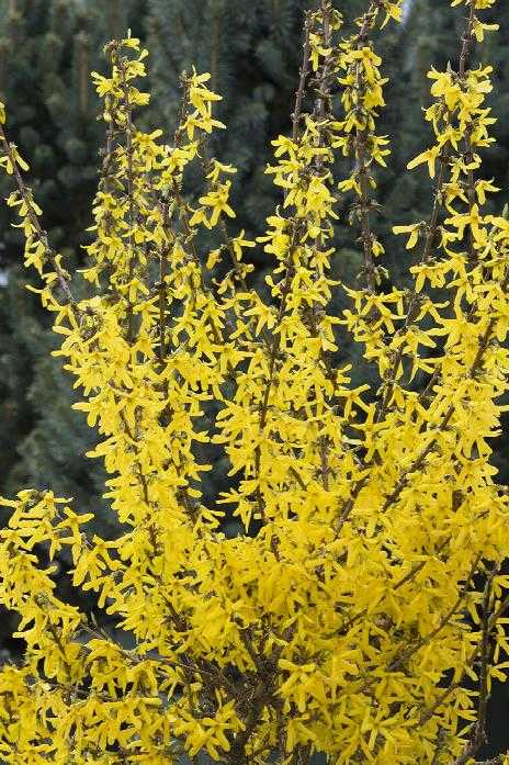 SPRINGSHINE FORSYTHIA 2gal